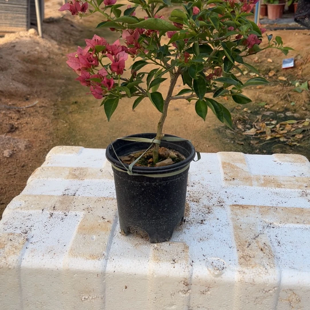 无花朵卡地亚开播福利不售后9.8