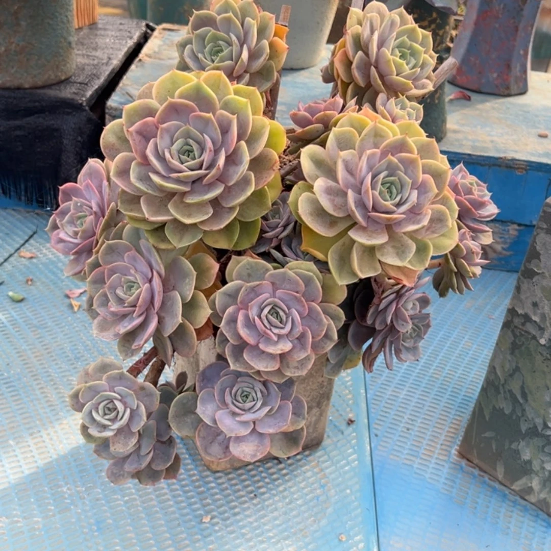 悬崖老桩无砍蓝色仓露