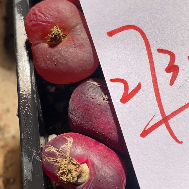 27333有伤一组一组