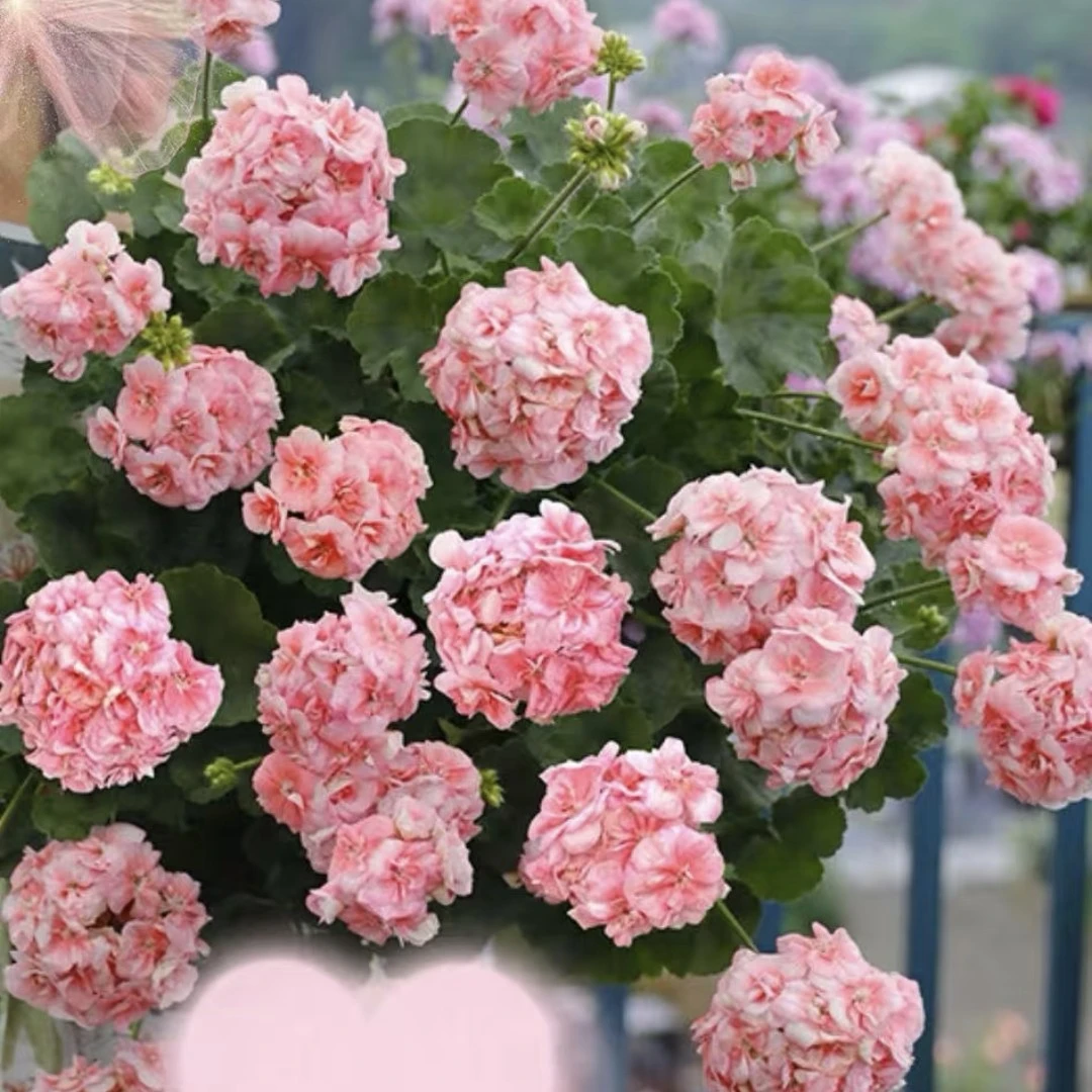 公主.大花天竺葵