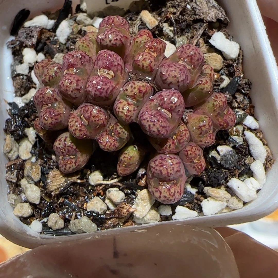 肉锥多肉植物百科1-小飞1531