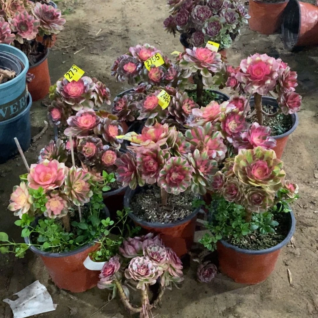 倾城处理不包断枝12颗