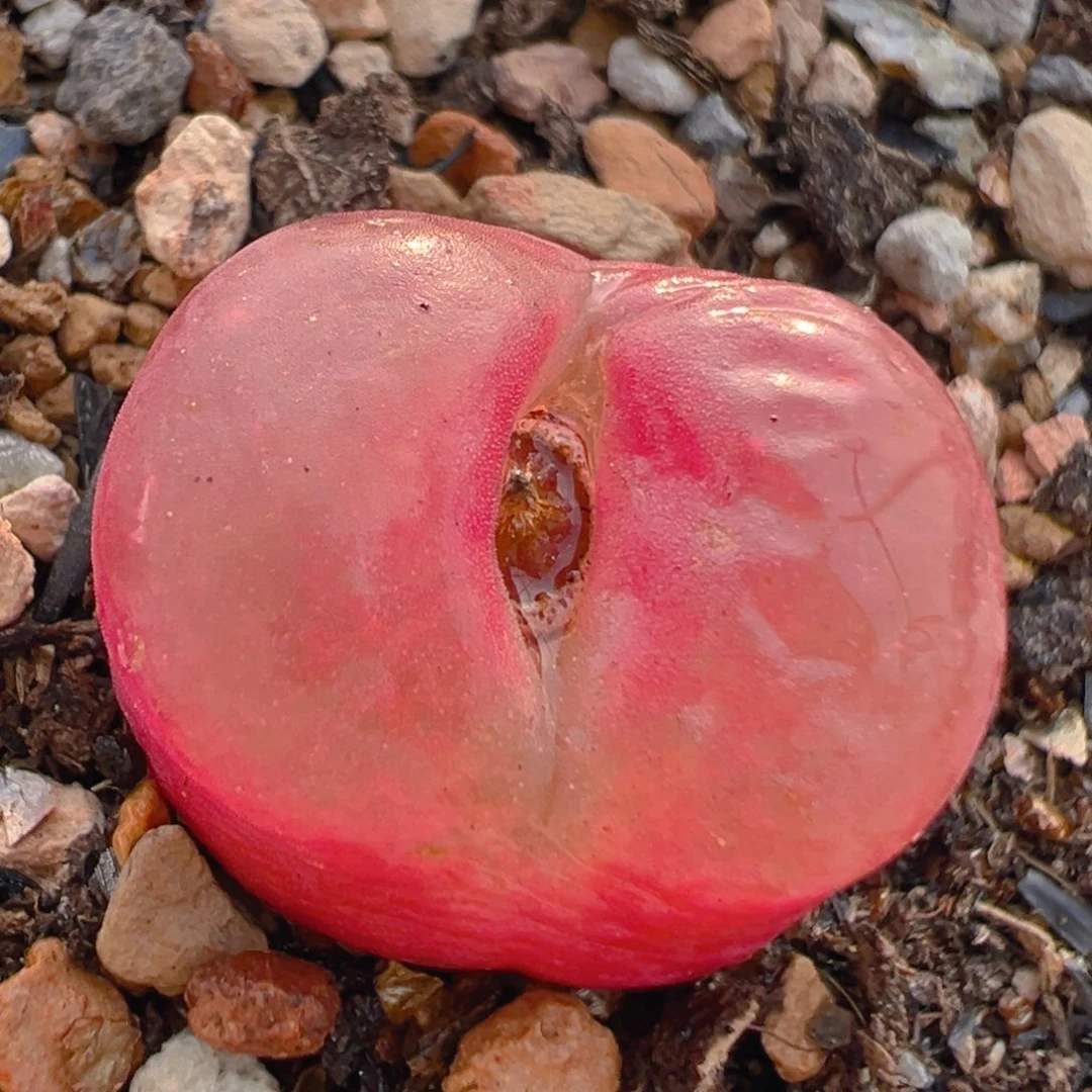 3005多肉植物百科知识