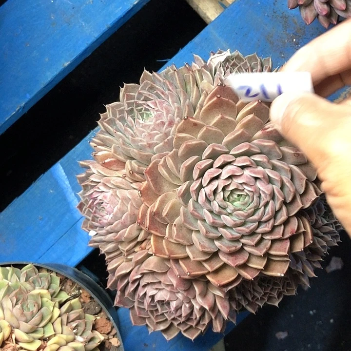 ?****?211////////////////