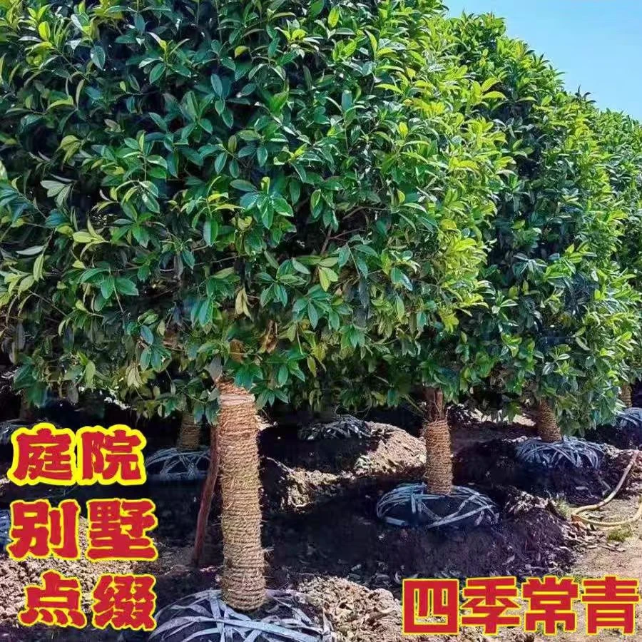 大型桂花树庭院绿植盆栽地栽原生金桂浓香型花卉植物一物一拍