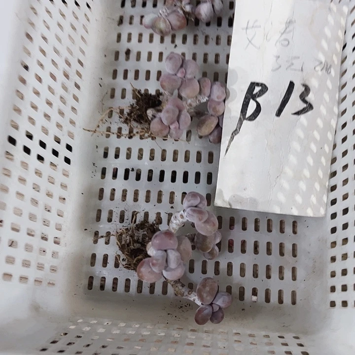 了****～13密密麻麻买买买