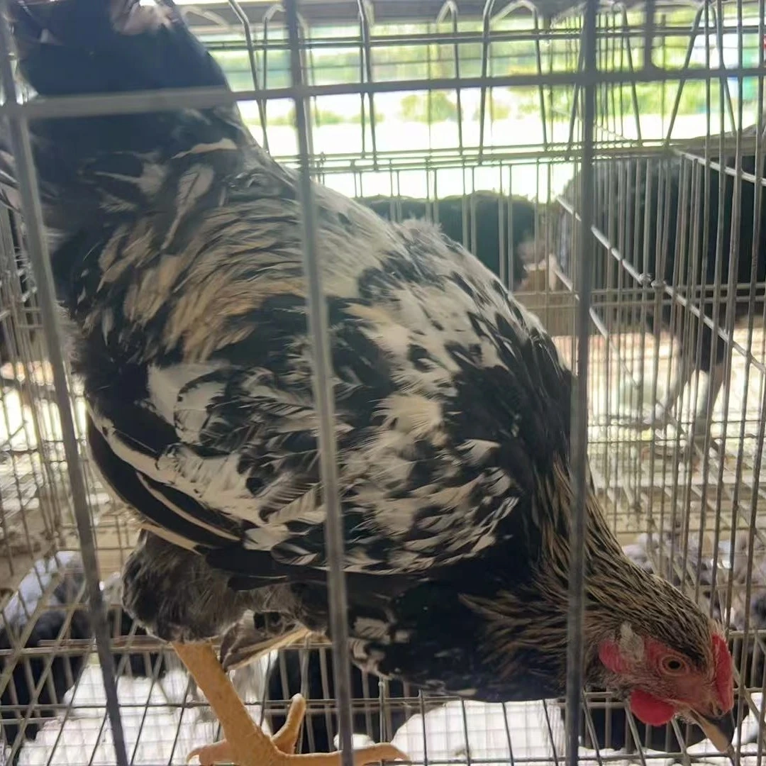 秋专属直播间一对一宠物食用观赏鸡