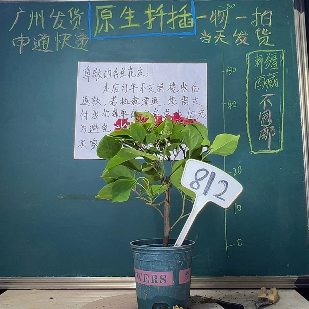 当前无花栽培后可以开花甜心812