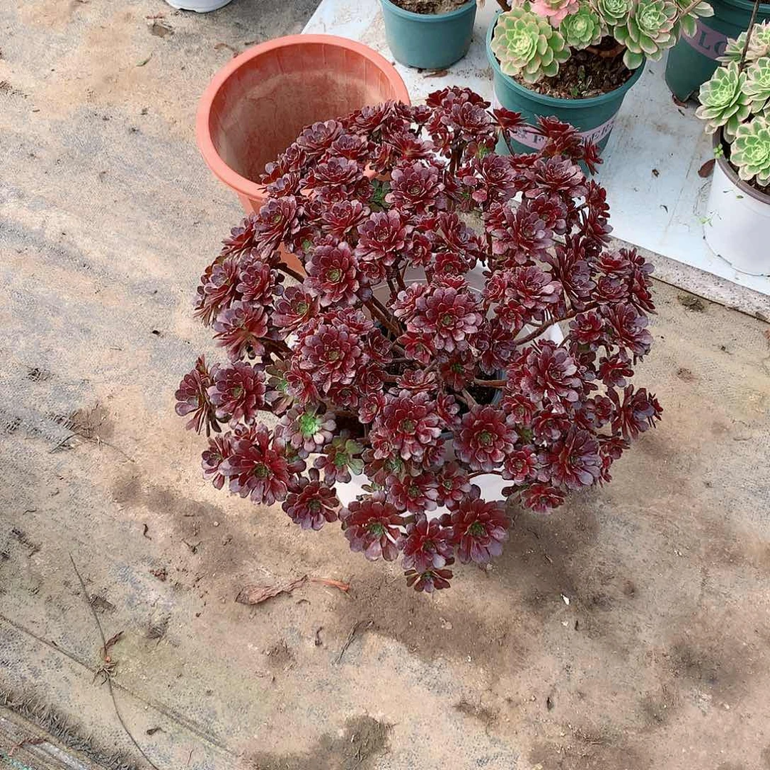 【闪购商品】红*月黑珍珠，多肉