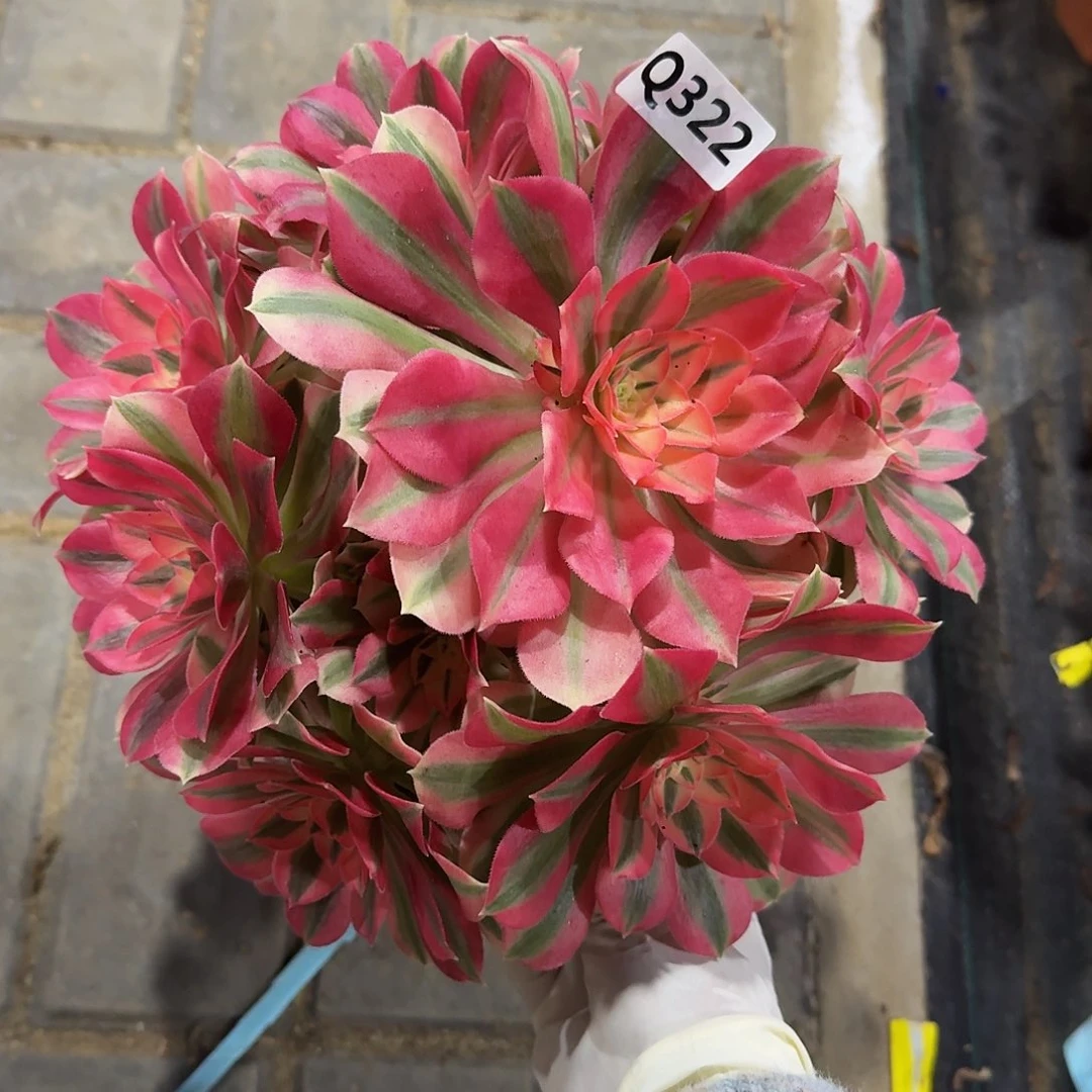 322女巫44冠服23左右