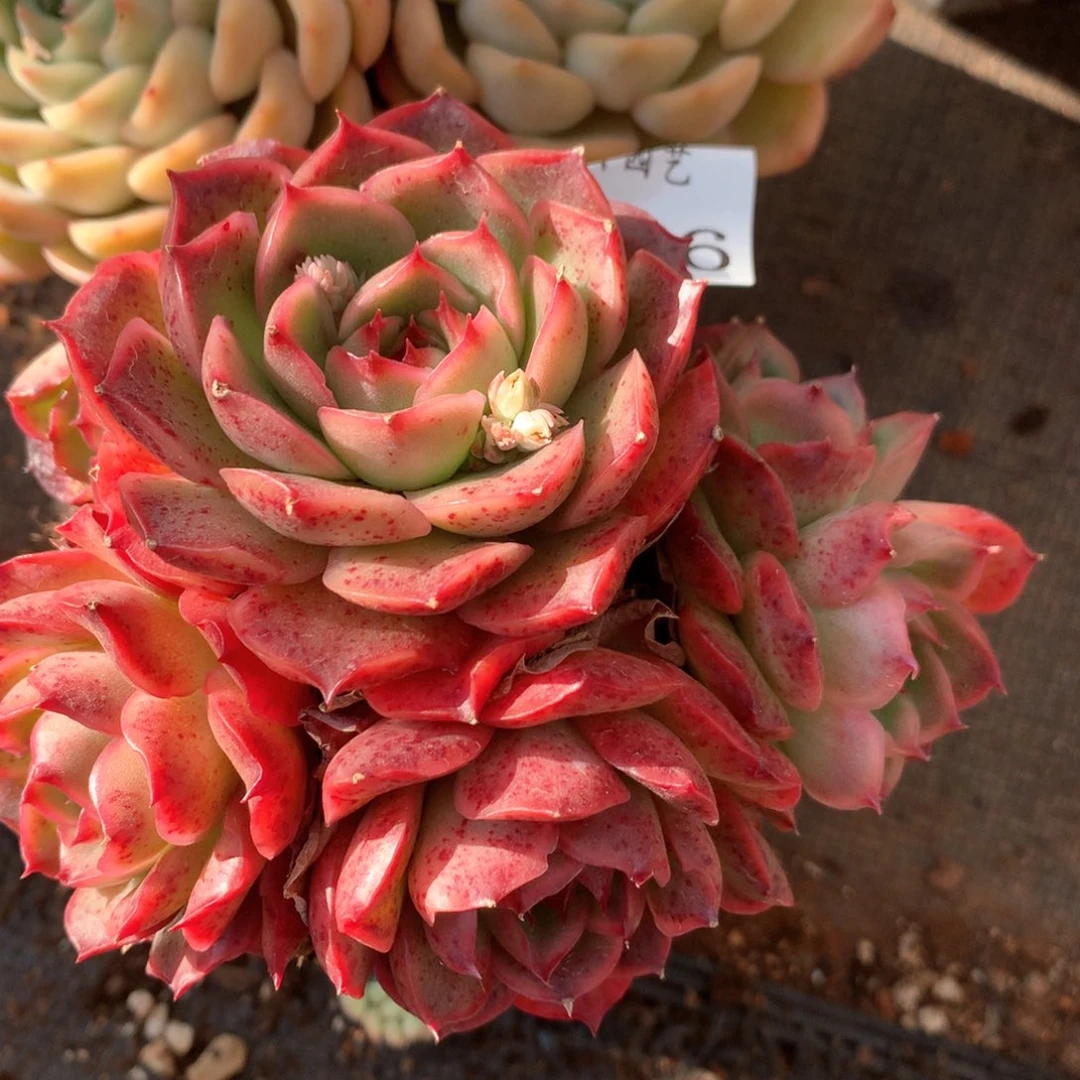 3366杂交多肉植物基地