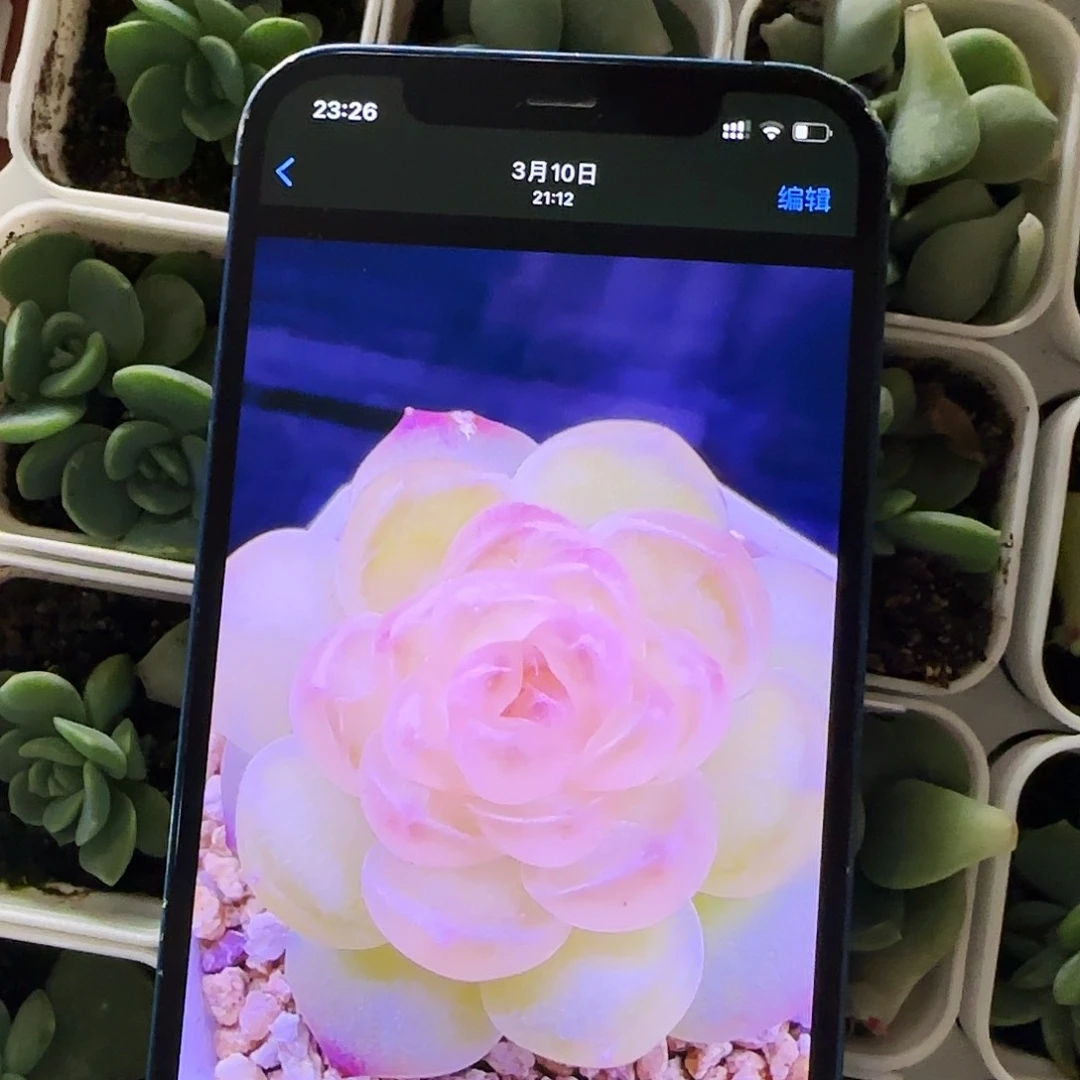 蜜桃 1号盆一个满25包邮