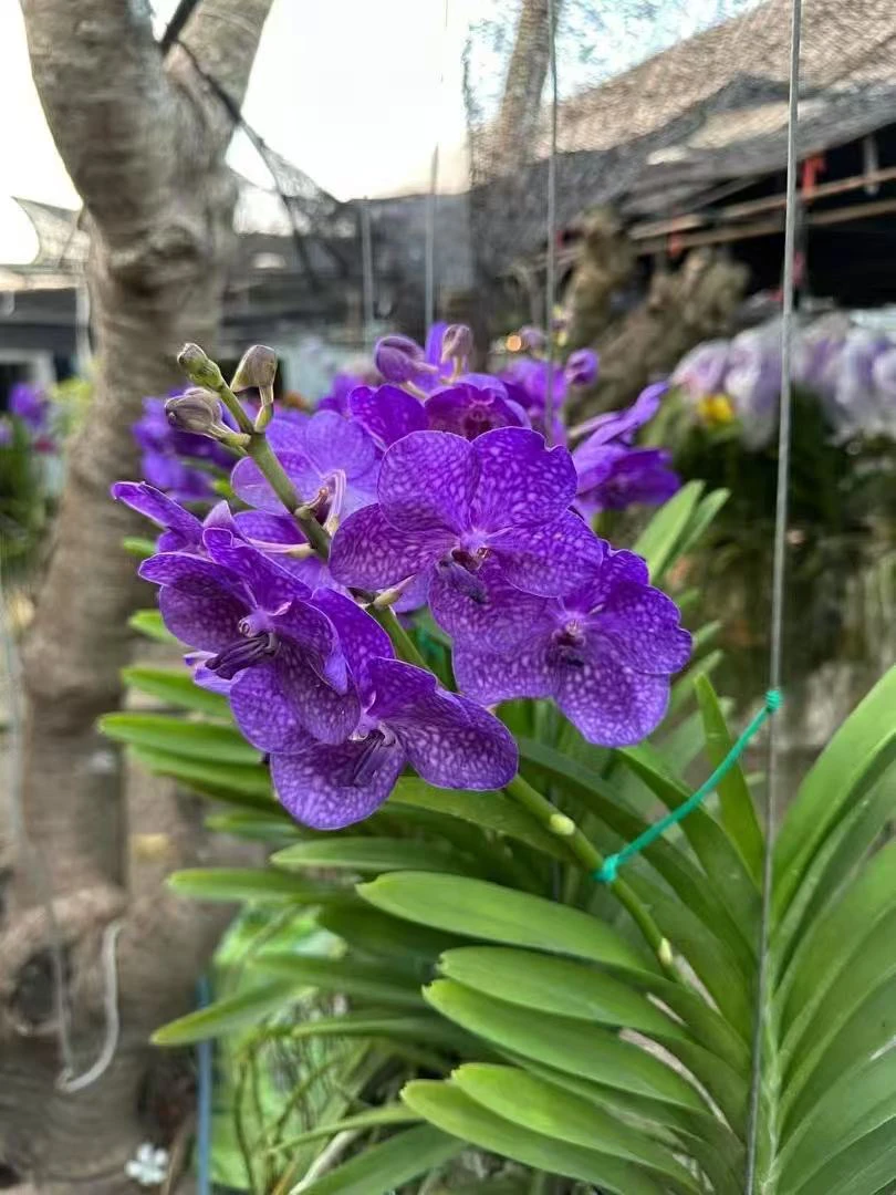 261到280不保花不保花专属链接 请勿私拍 泰国万代兰