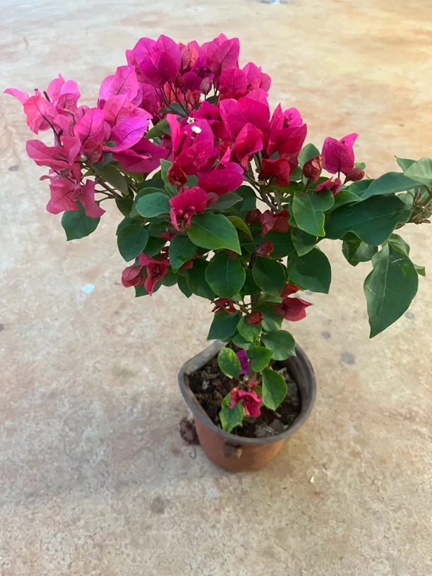 福利款四季同安红一物一拍原盆原土发货（掉花掉叶不售后）