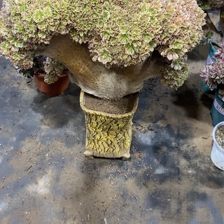 音***爱女神朵朵缀化发货