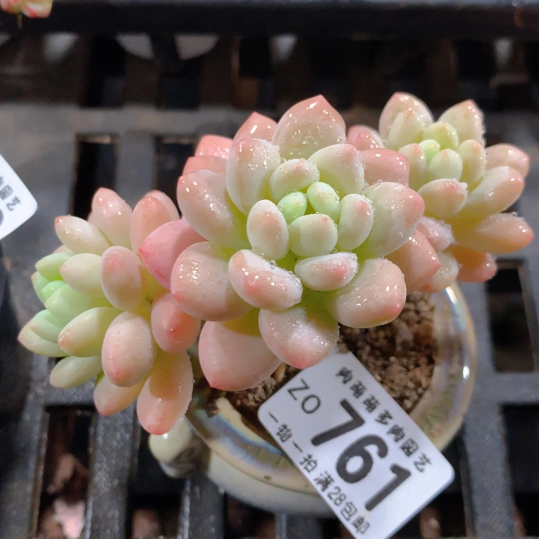5CM拇指盆精控多肉ZO761