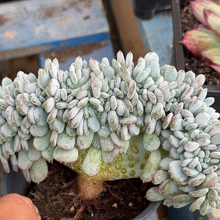 惊鸿一物一拍包装收缩花旱