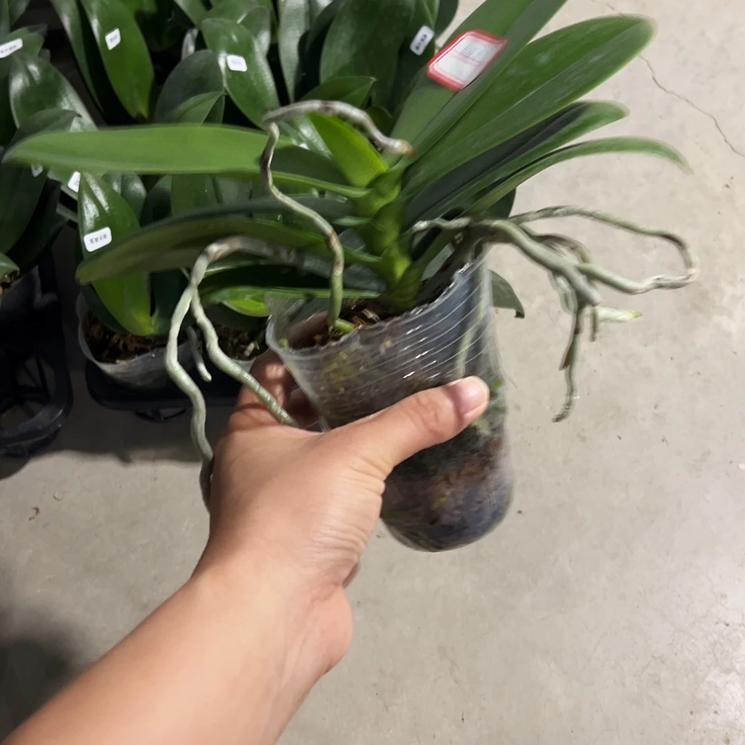 当前无花栽培后可以开花003白天鹅大苗凑单发货