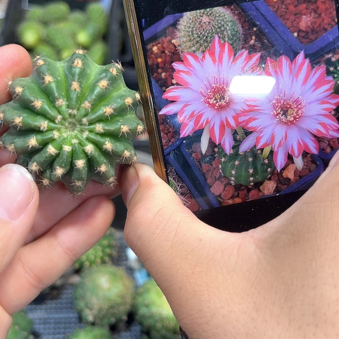 婵衣丽花属仙人球侧芽一颗