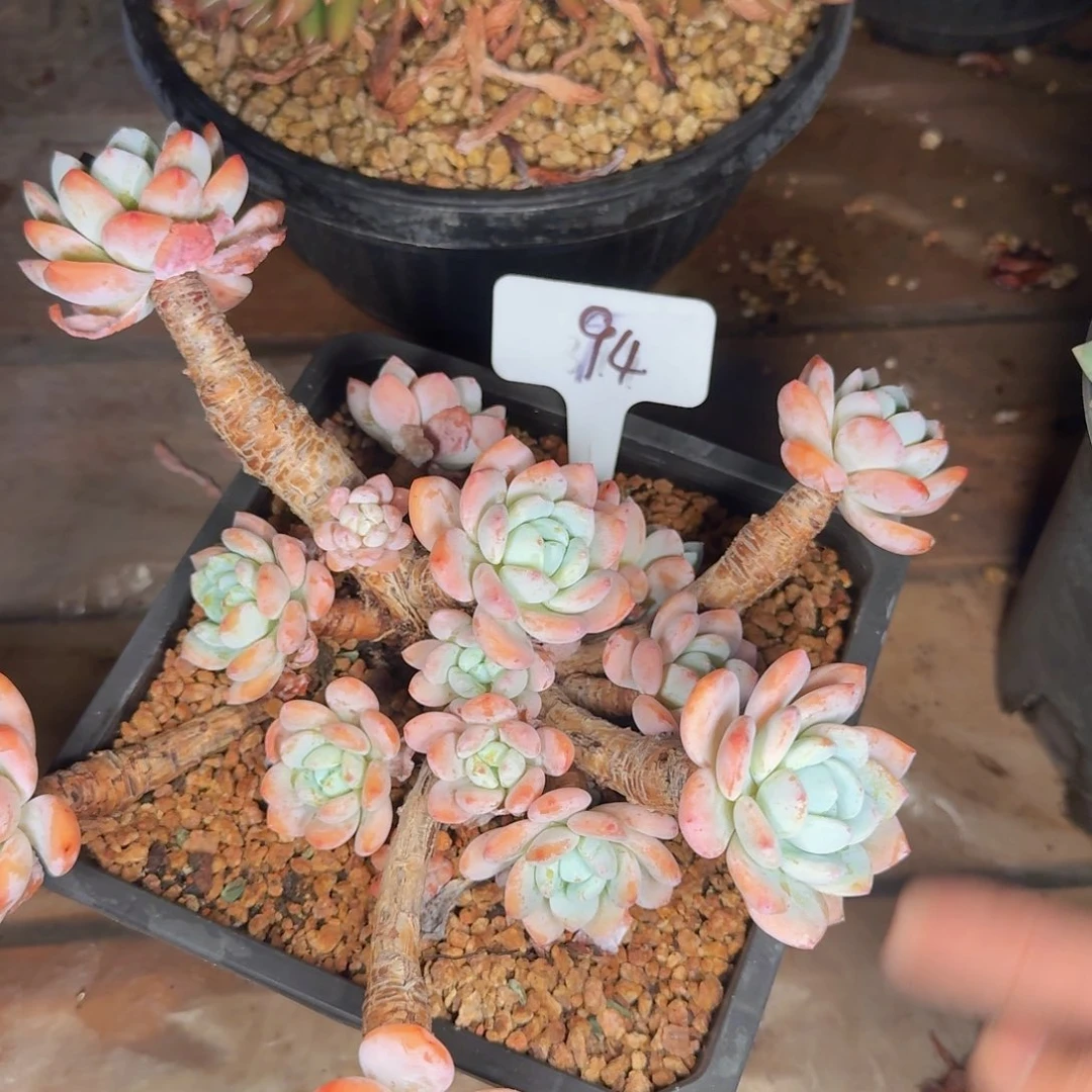 允***儿多肉植物的生长发育与