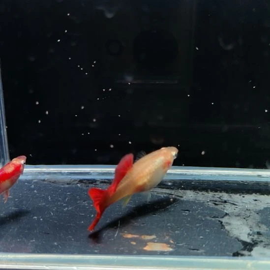 孔雀鱼黄化红礼服一对