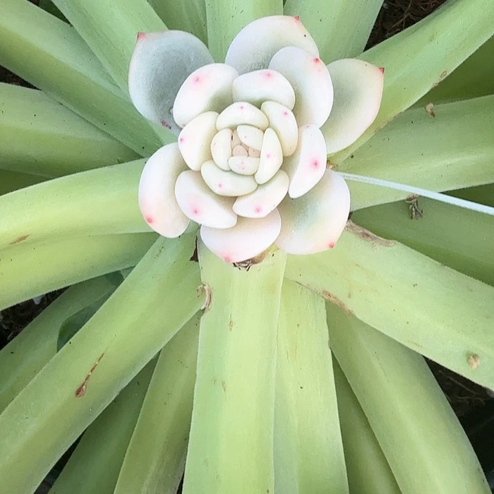 梦露宽锦  锦上园艺一物一拍