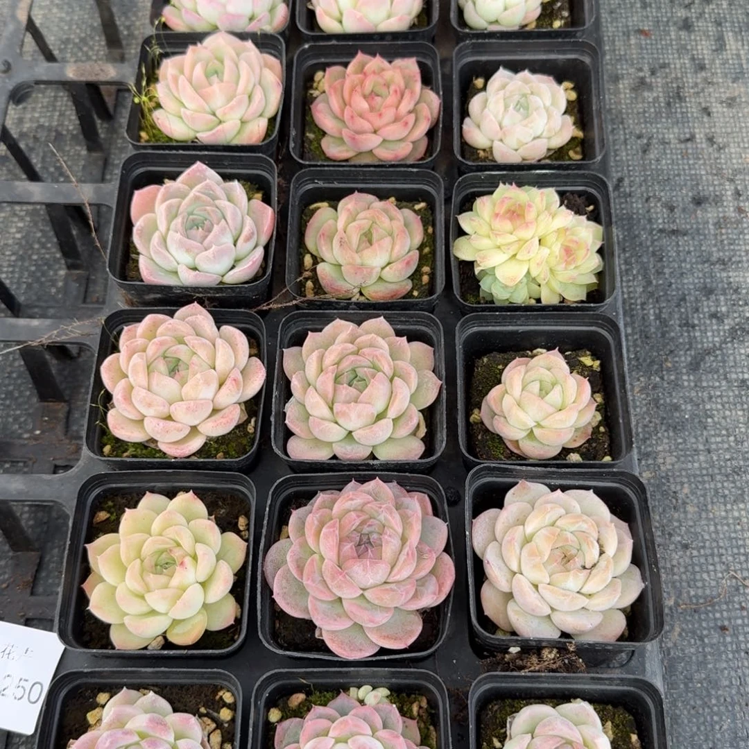 下播福利女王梦露一单15-251