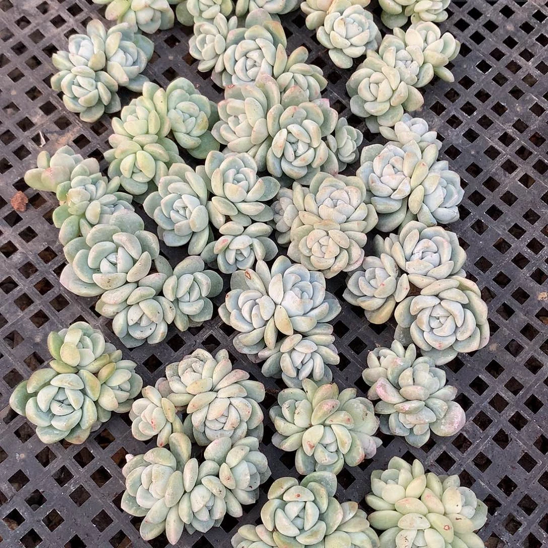 10颗冰玉三头一物一拍