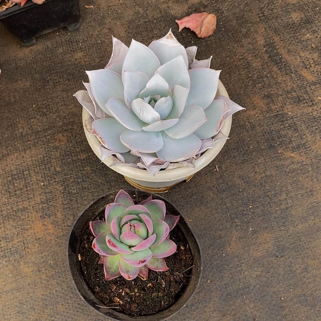 浅*48包邮一物一拍多肉植物