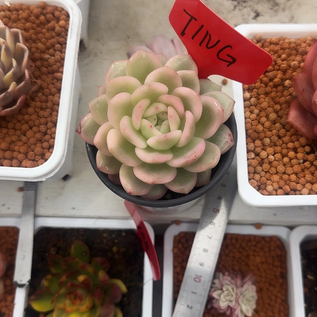 T**G梦露锦多肉植物锦