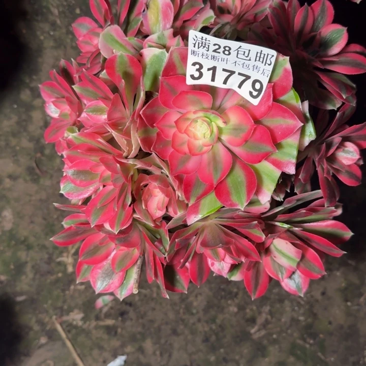 31779女巫多肉植物