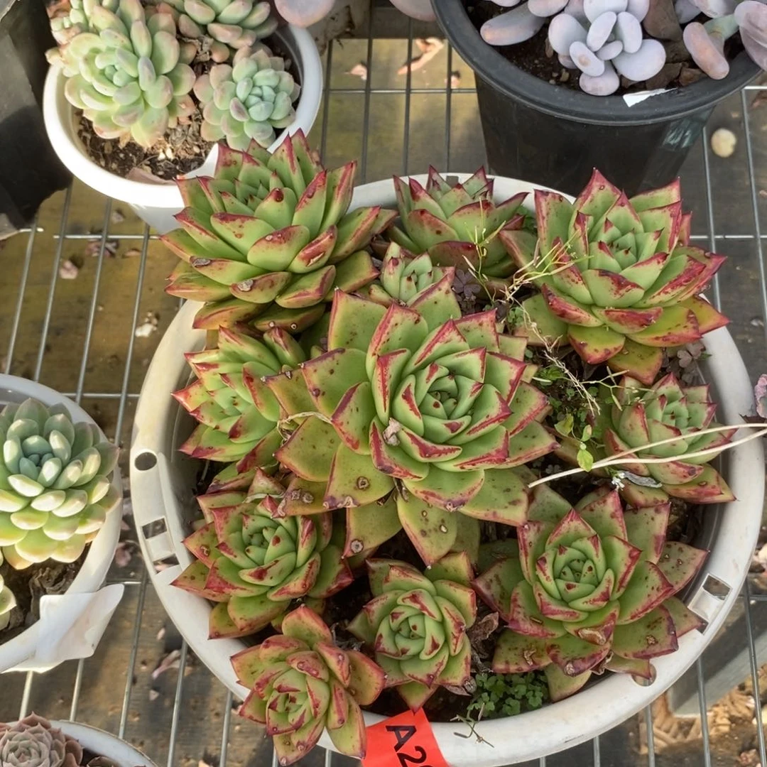 202口红群一物一拍