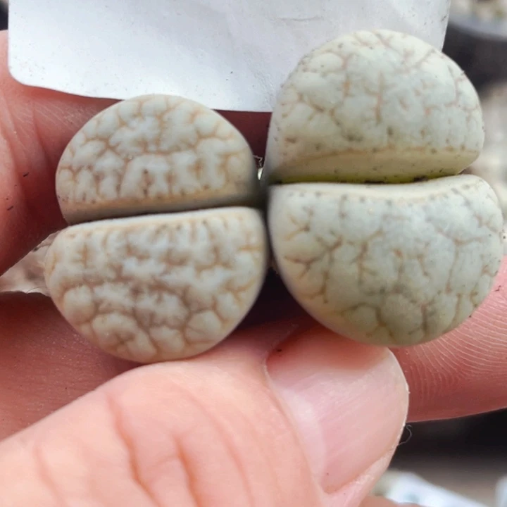 049苦拿铁两颗母本