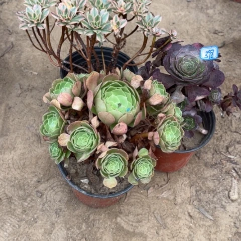 398多肉植物组合，