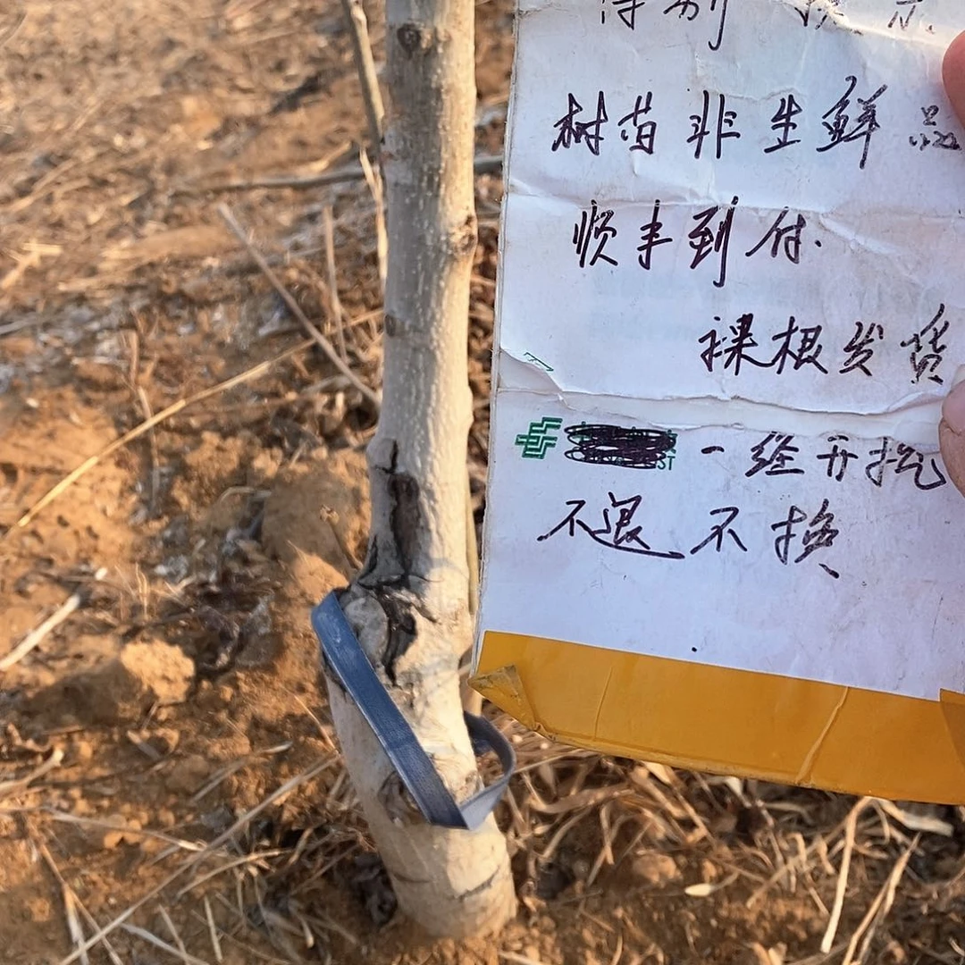 文玩核桃把件叫***’文山