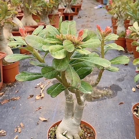 【闪购商品】万***！绿植