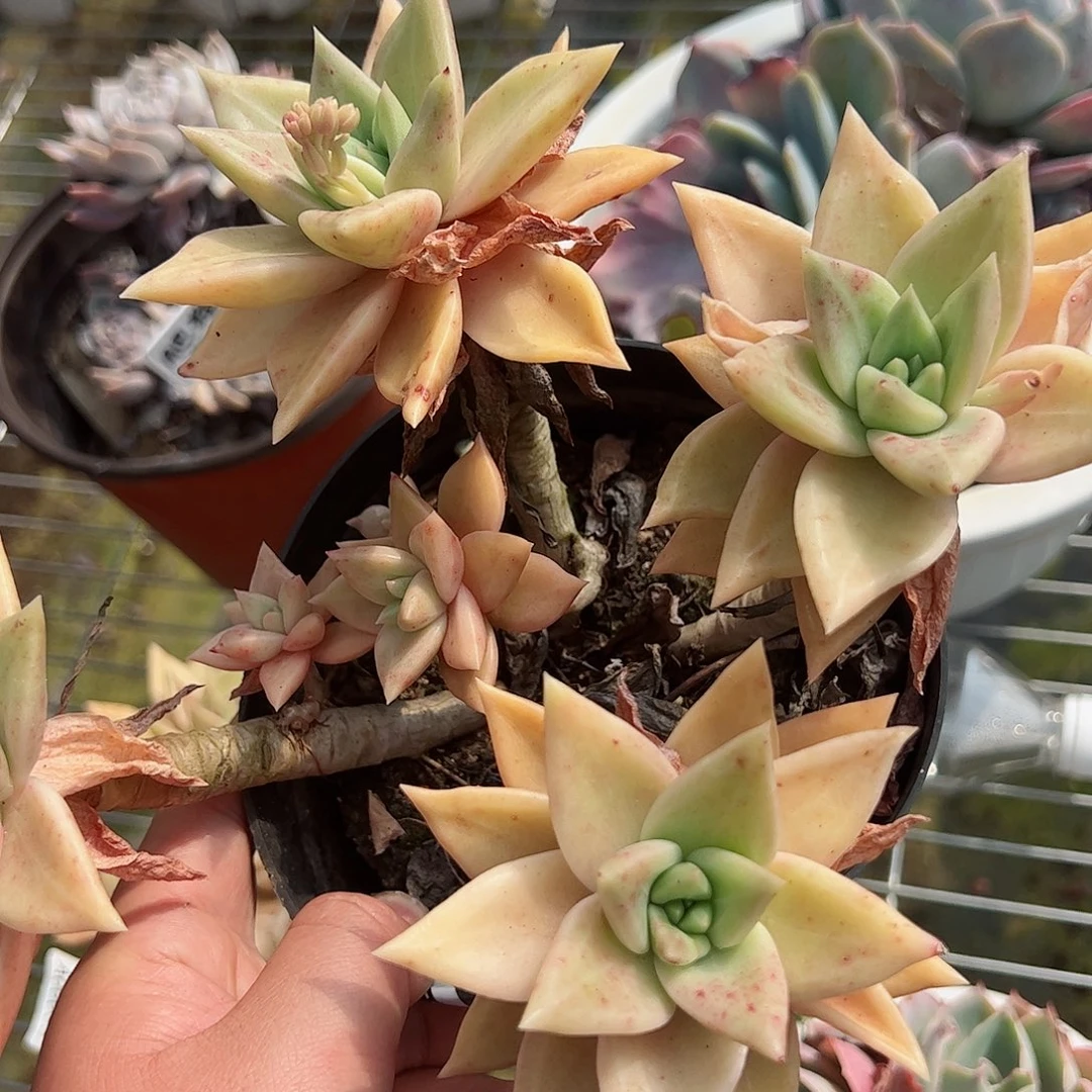 黄金表丽娜四头起整桩