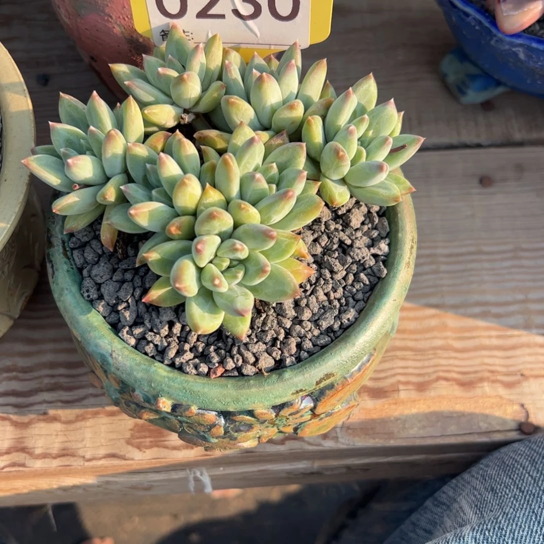 多肉植物多的植物