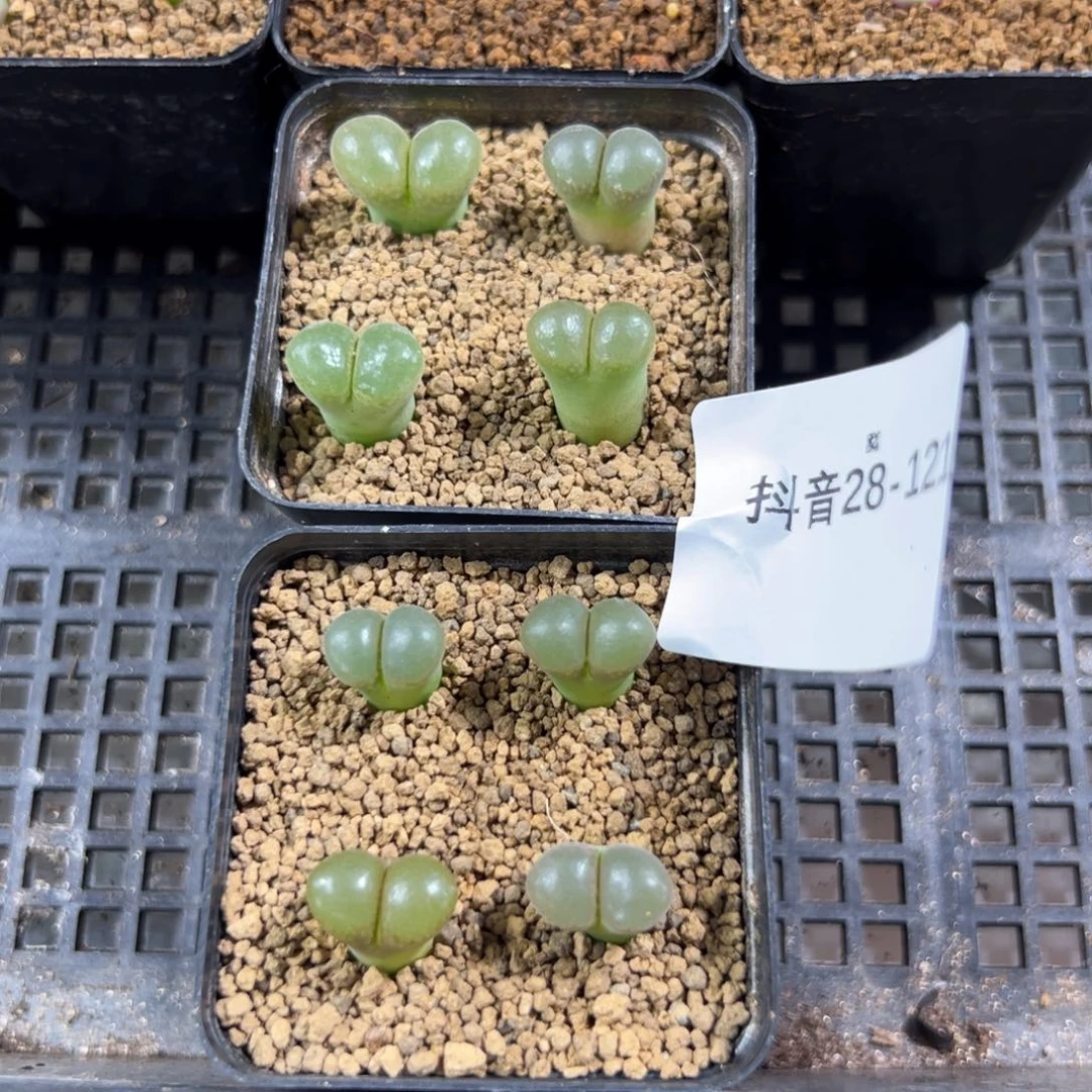 28-121量拍风铃一盆