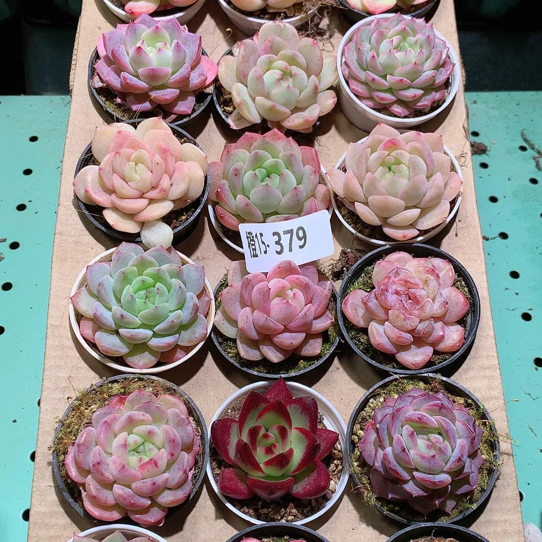 15-379一物一拍带盆18颗