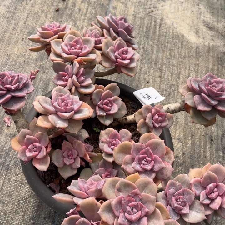 棠颂花卉一物一拍 彩虹糖 梅