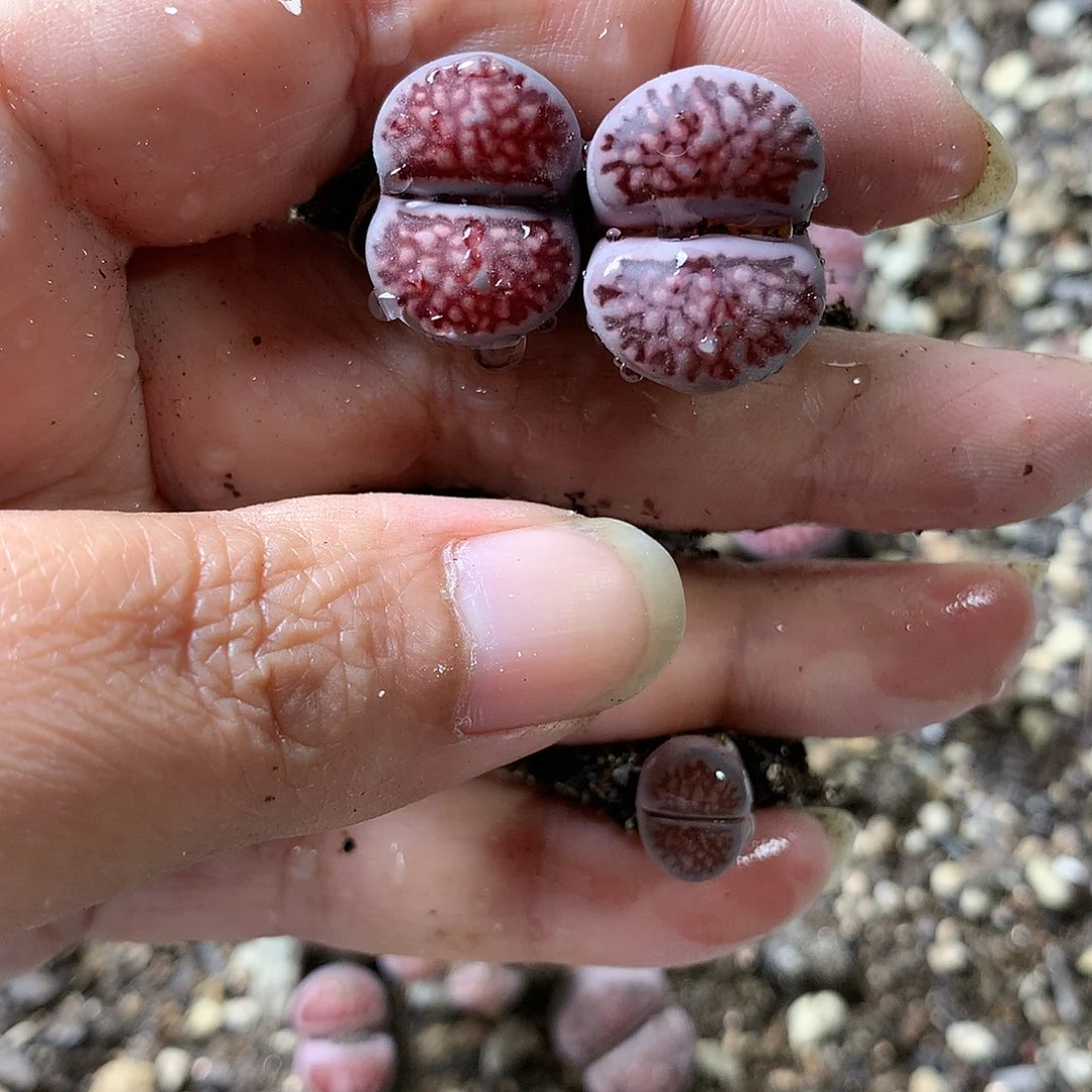落***猪H206多肉植物保护