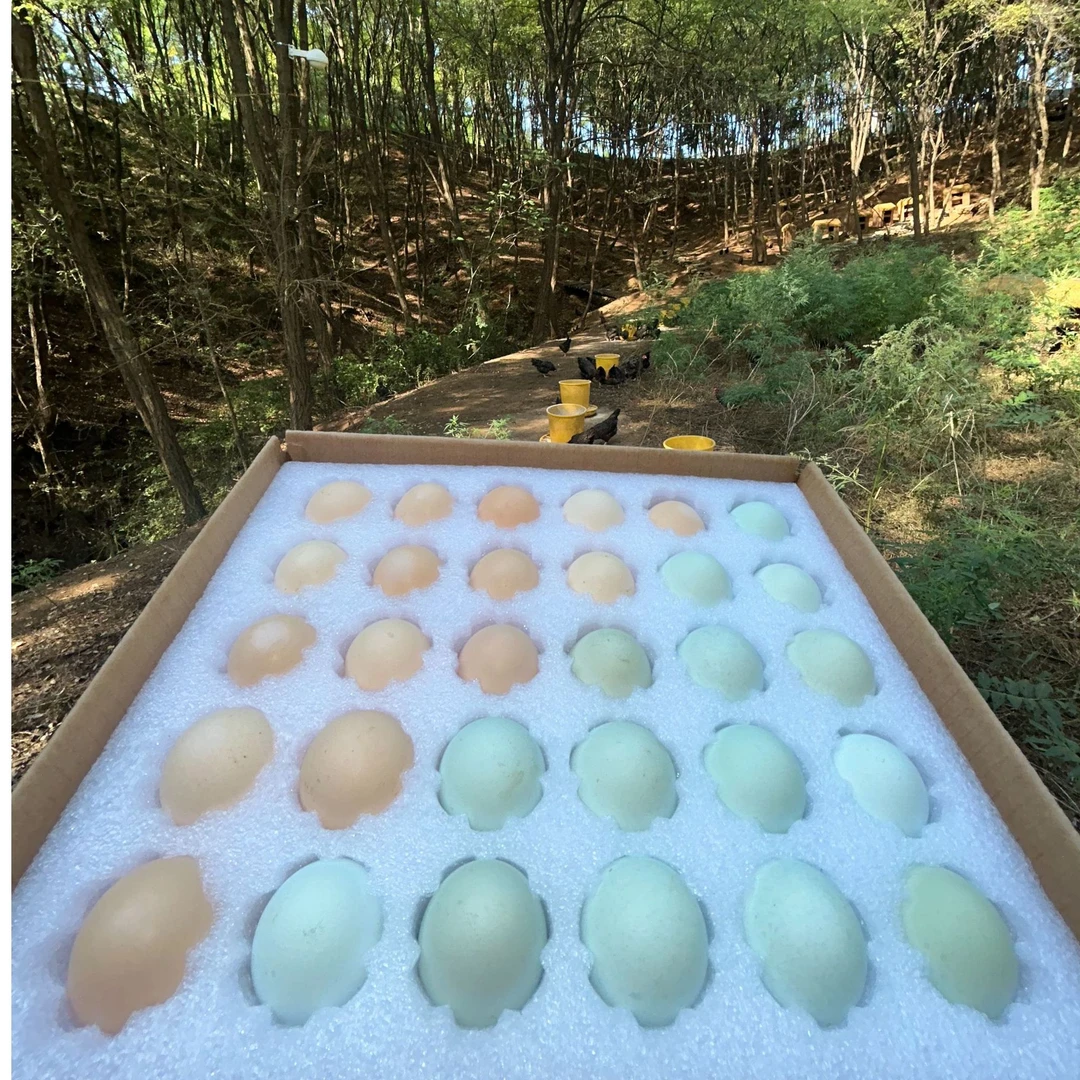 牧达农场山林散养纯种芦花鸡土鸡蛋混装