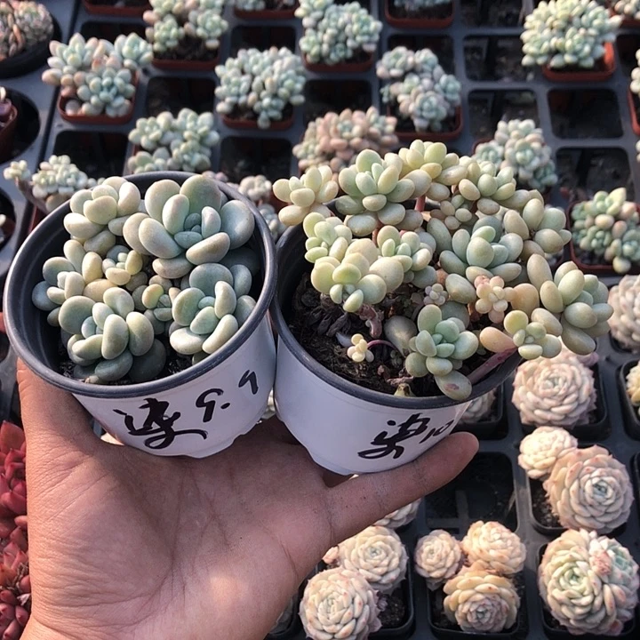 七七多肉。山东临沂