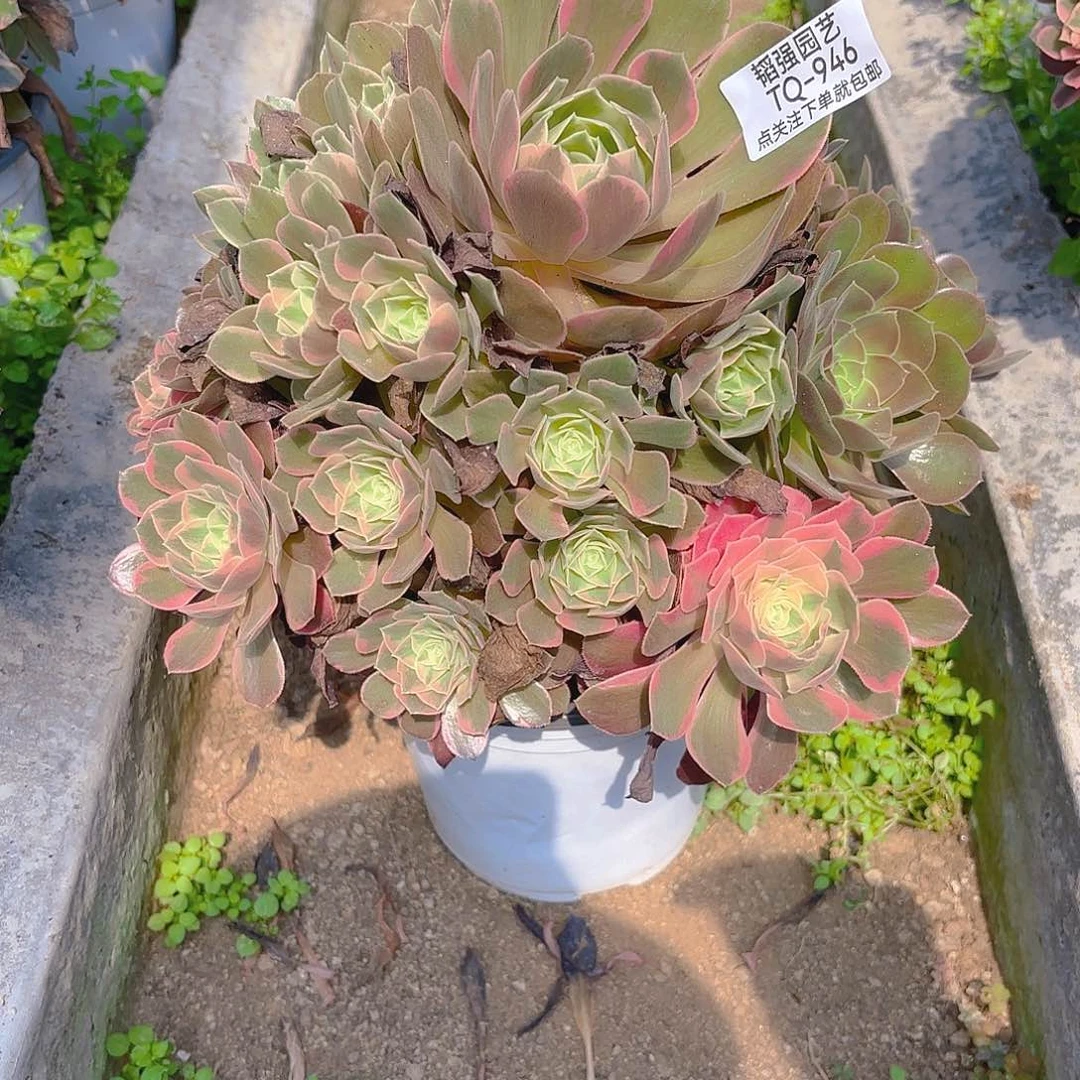 女妖多肉植物五号946