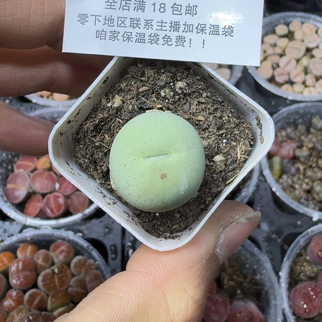 糖***.2269 哈哈哈哈哈哈哈哈