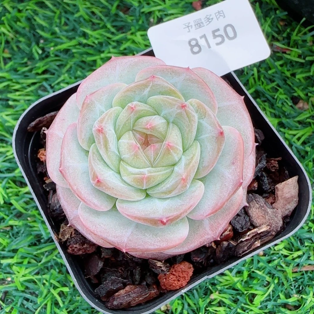 孤品，8150多肉植物