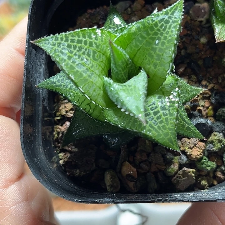 十二卷多肉龙鳞111