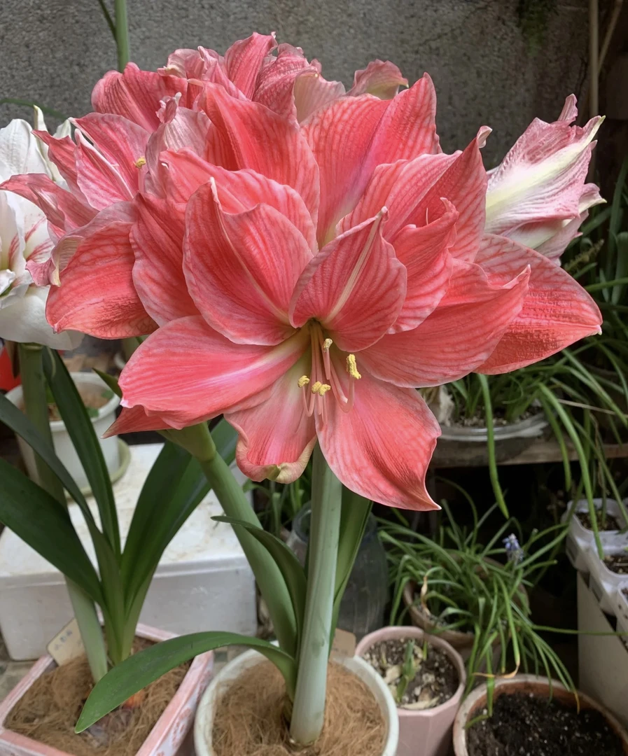 【甜蜜妮芙】6公分以上种球发货（送肥料）