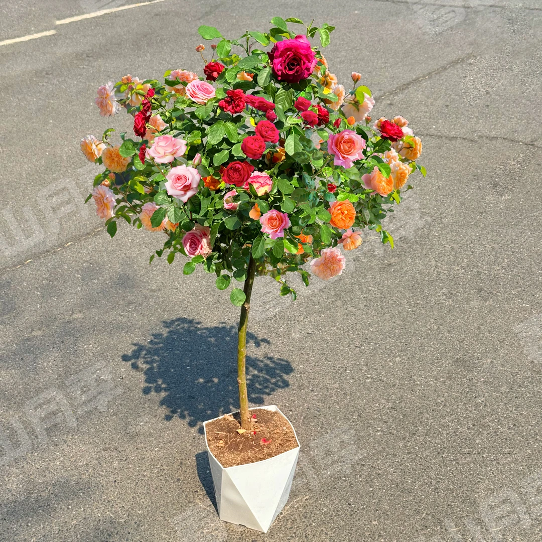 【多彩多色月季棒棒糖】3年老根树桩月季80~90CM带盆带土基地直发